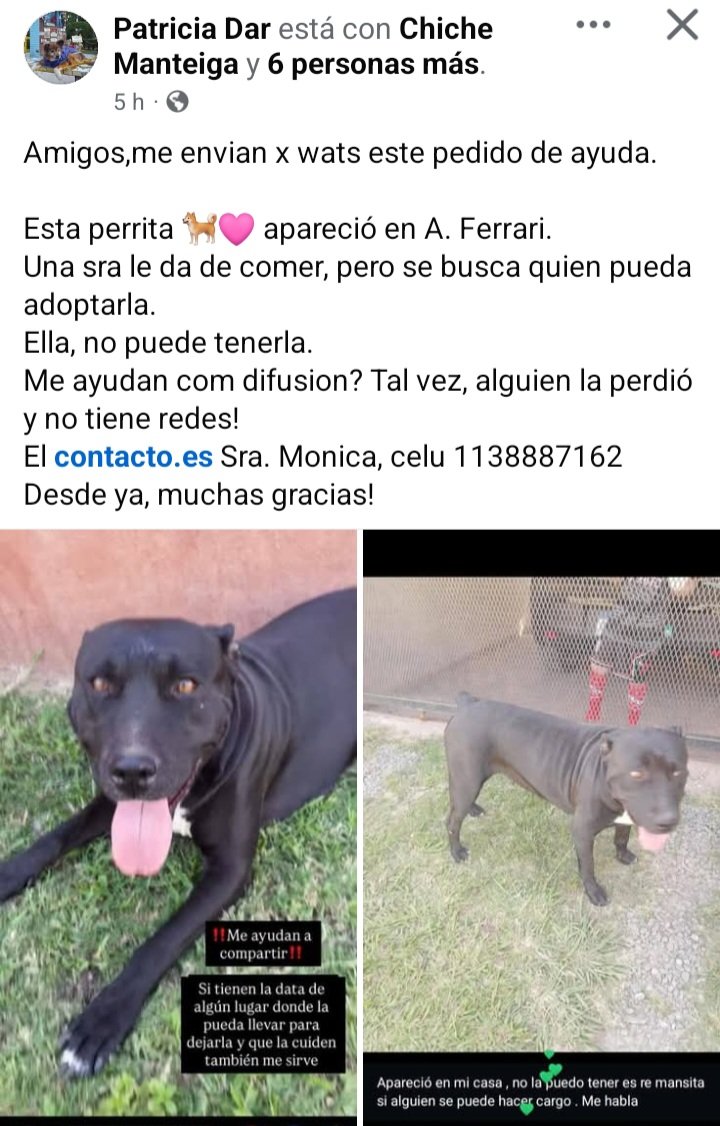 Perros de Merlo (@perrosdemerlo) on Twitter photo 