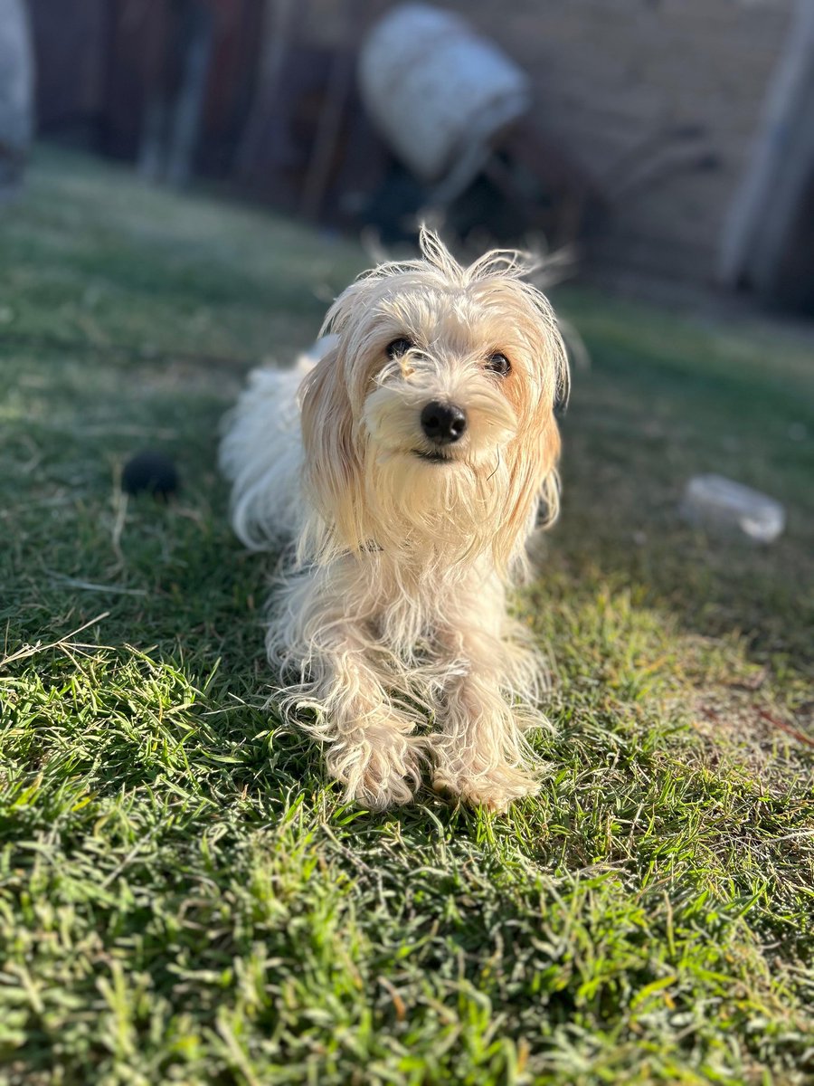 Mi bolita de pelos, mi todo 💘