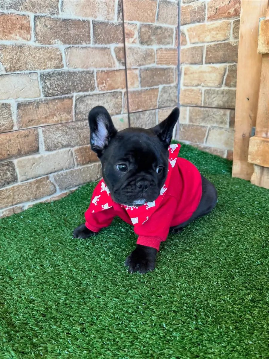 My mom says i’m a good boy but so far,no one has loved my pictures nor decide to give me a lovely home 🏡￼