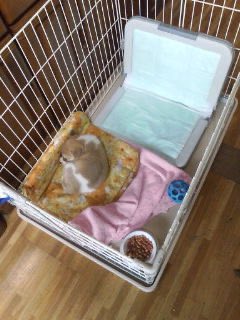 usaw0rld's tweet photo. おはようございます☀️
月末。
そして今日は大事な大事な可愛いやま様の5回目の命日です🥲
喪に服します。 https://t.co/Ns9RF8ixde