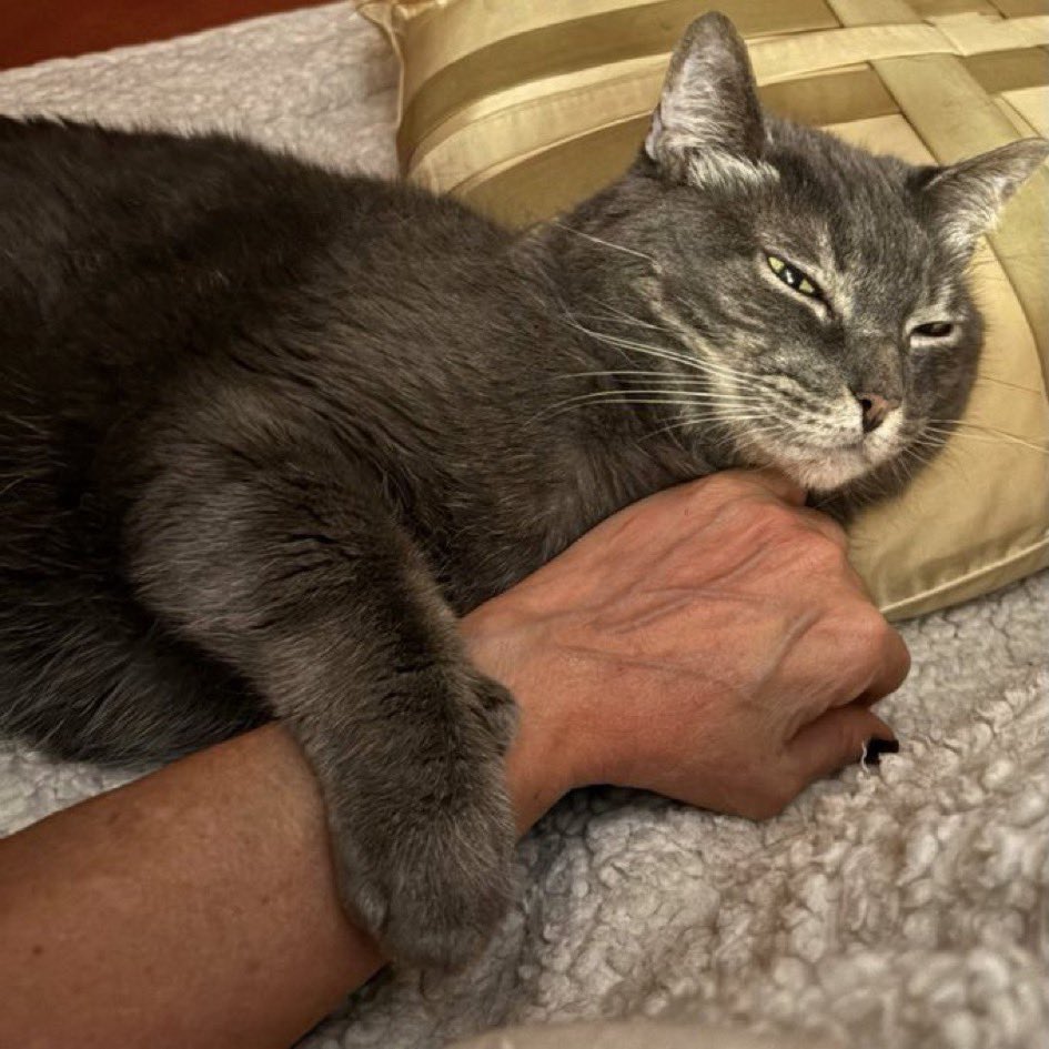 TheJerseyGirl tweet media