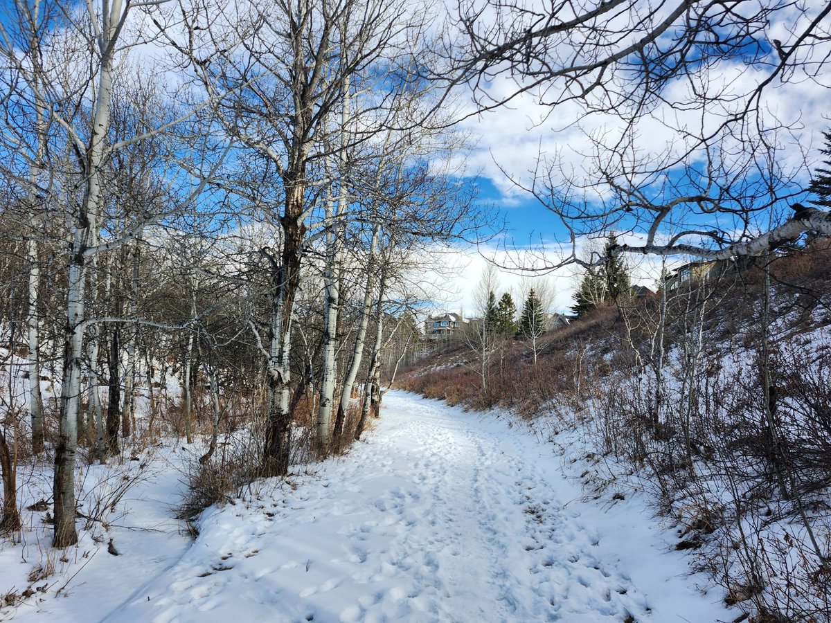 Walking Calgary tweet media