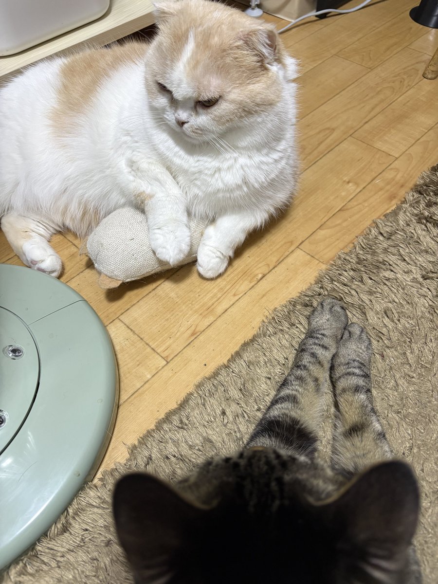 にゃんデーモーニング 曇り空の朝です(*´ω`) おはようございます