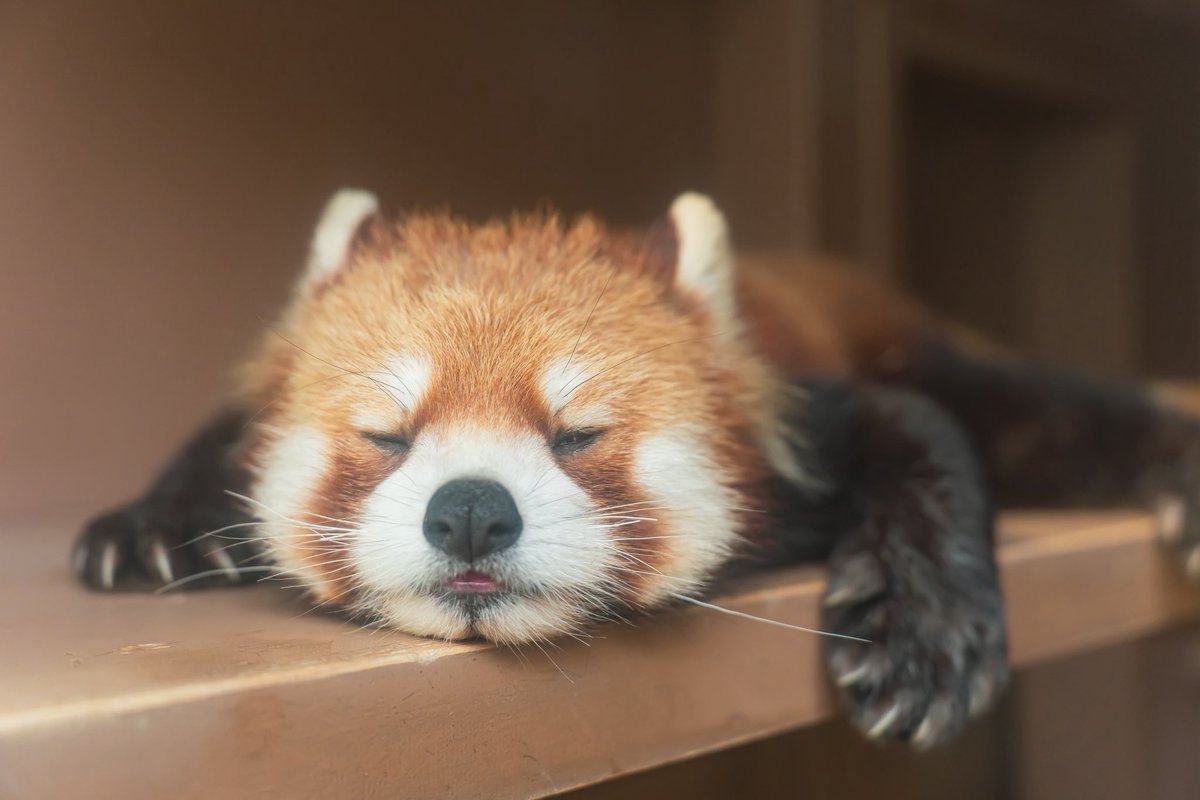 おはようございます☀️✨ とろけるネイくん☺️✨ 寝顔も可愛い