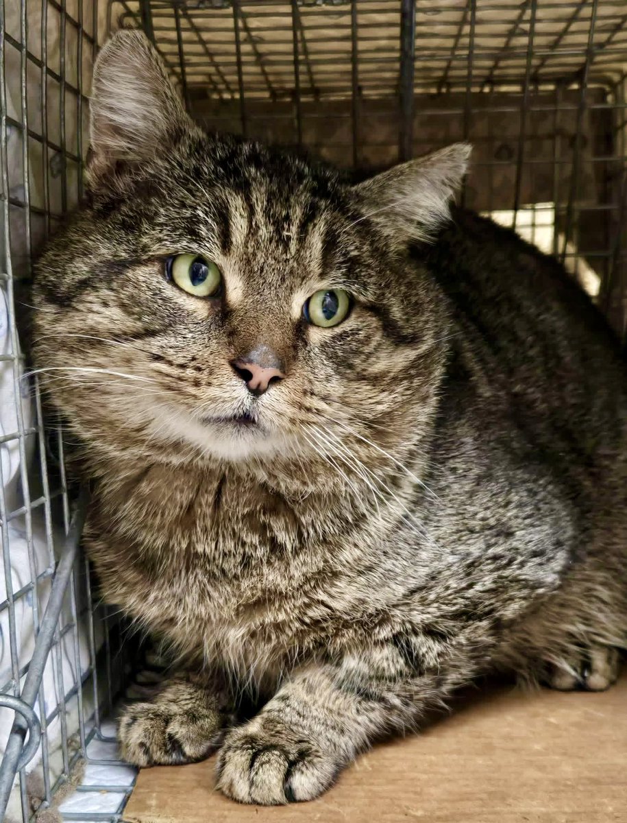 Loudoun Community Cat Coalition tweet media