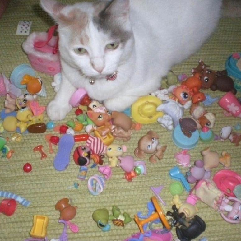 Punch Cat (@punchingcat) on Twitter photo 