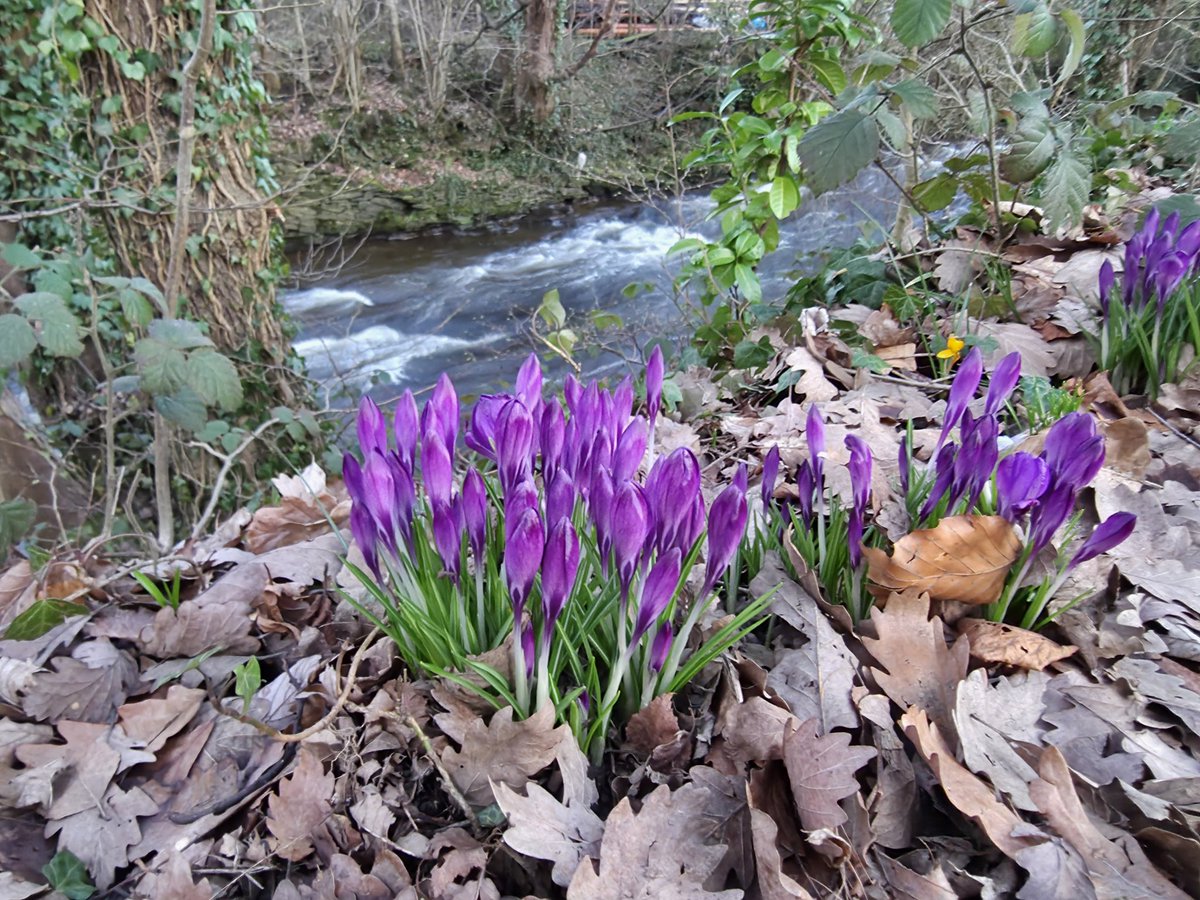 OdynFire's tweet photo. Took this photo of a clump of wild riverside crocus just starting to flower before a certain small dog decided to step on them. https://t.co/ivUlpAgXCr