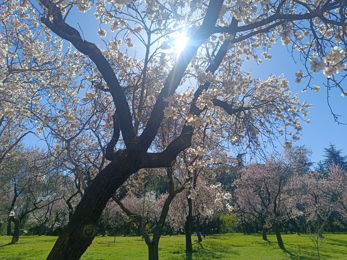 ... Manu ... 守破離 ... tweet media