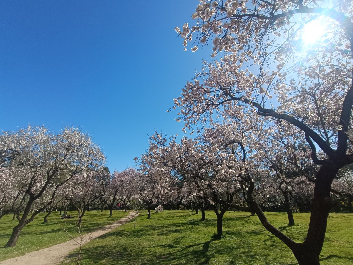 ... Manu ... 守破離 ... tweet media