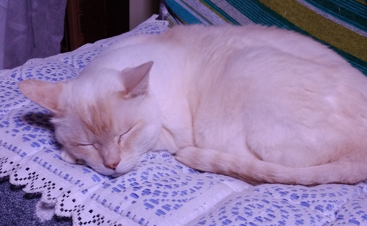 chappo115's tweet photo. 家にいた笹かま猫君です（2002-2018）。シャムミックス猫さん達ほど焦げの変化が強くないです。最初は耳とし��ぽだけ茶色かったのでちゃぽと名付けました（もらった時に既にこの名だったのでそのまま引き継いだ）。大きくなったら顔と背中にも焼き色がついてきました。（左2002年、右2016年） https://t.co/aypQEK3mP3