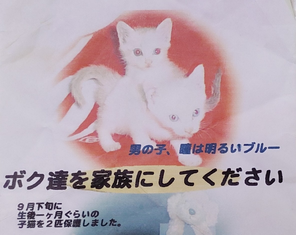 chappo115's tweet photo. 家にいた笹かま猫君です（2002-2018）。シャムミックス猫さん達ほど焦げの変化が強くないです。最初は耳とし��ぽだけ茶色かったのでちゃぽと名付けました（もらった時に既にこの名だったのでそのまま引き継いだ）。大きくなったら顔と背中にも焼き色がついてきました。（左2002年、右2016年） https://t.co/aypQEK3mP3