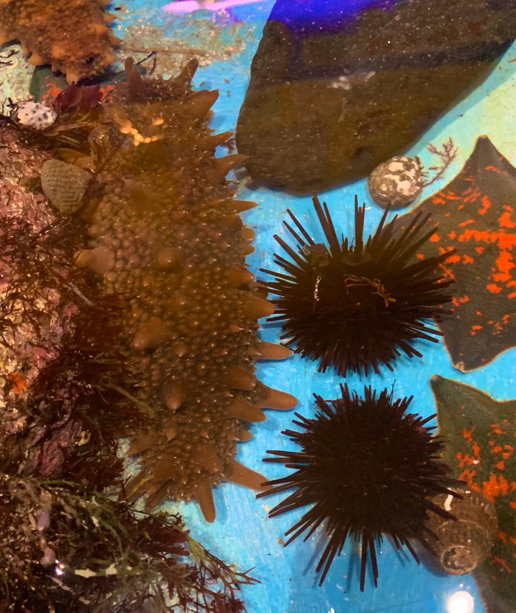 世界一ちっちゃな水族館 に『ナマコ』と『ウニ』が仲間入り