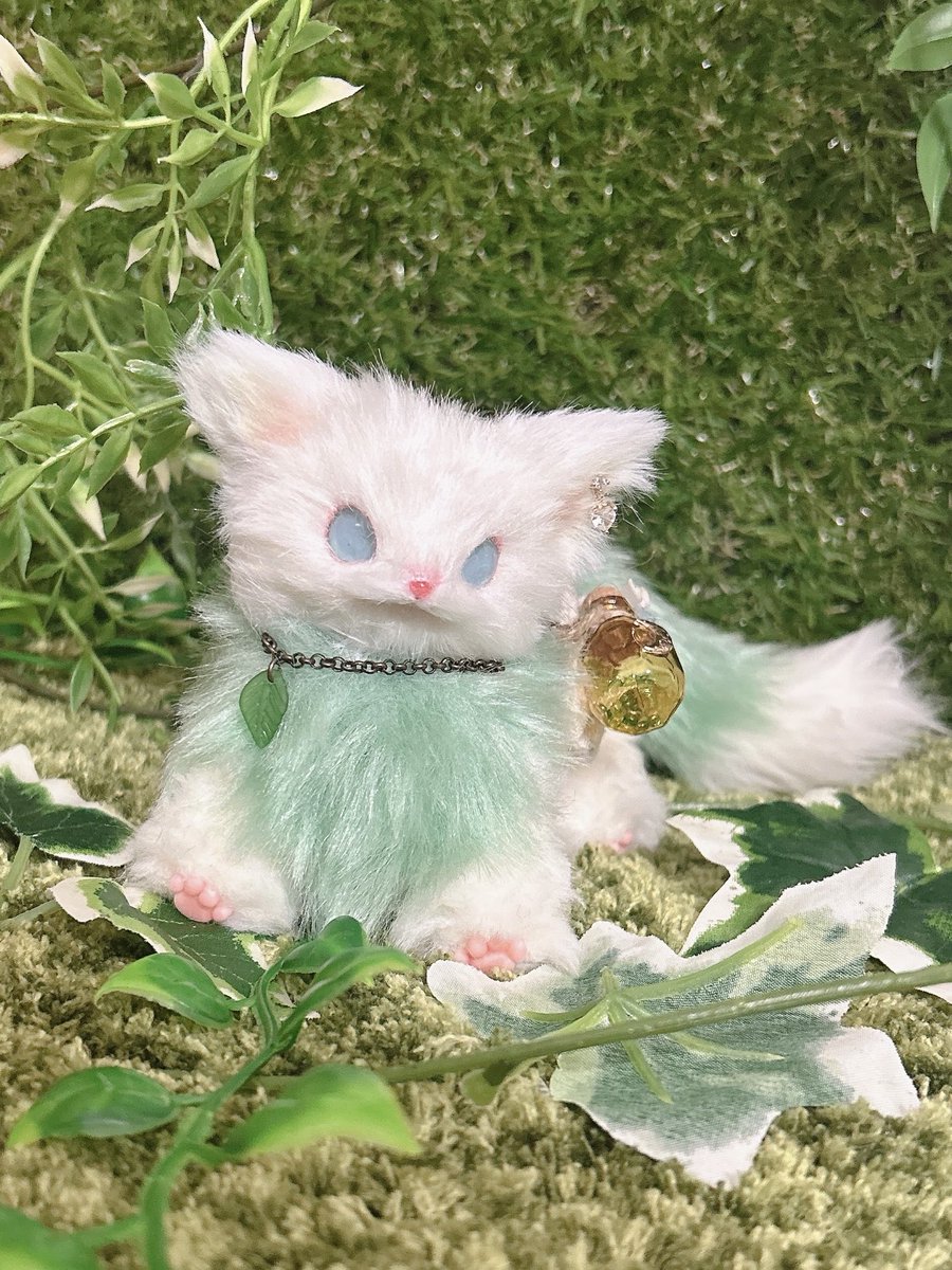 お家探しのお知らせ📢】 本日21時〜 ミンフィアちゃんのお迎え募集致し