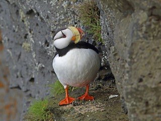 Puffins Daily (@PuffinsDaily) / Posts / X