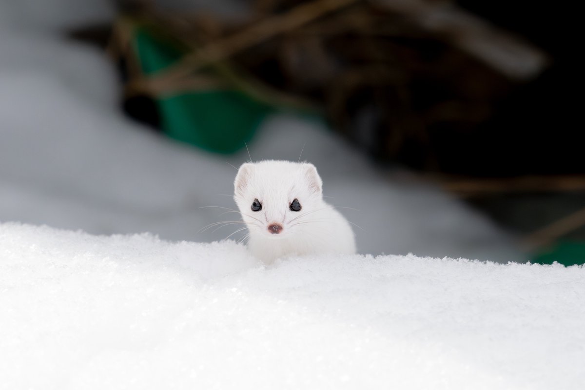 こーちゃ tweet media