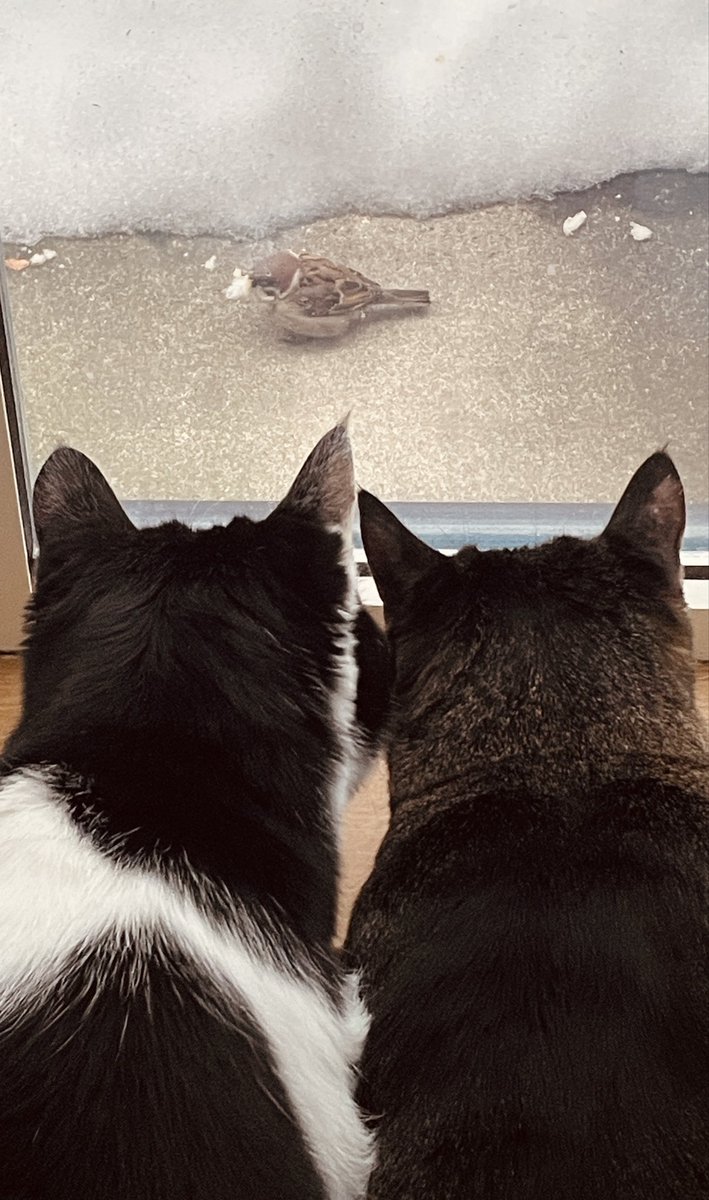 koikuro3's tweet photo. チュンコよぅ来たニャ

#チュン活
#猫のいる暮らし https://t.co/SomBqQf8Lx
