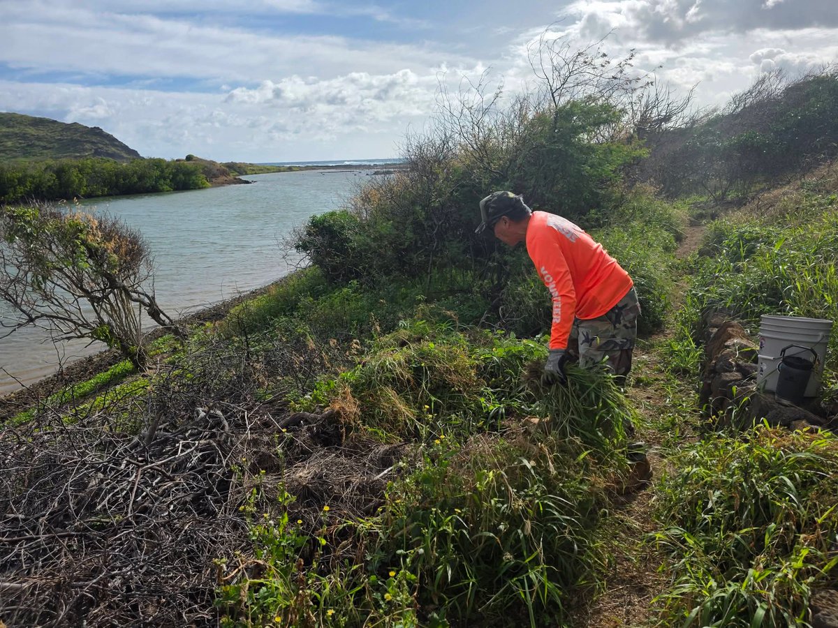A beautiful day at Kaloko Inlet!  Weather was nice, non native weeds were not so nice.  Much work to be done and we are working hard towards it.  Clearing previous areas and exploring new native species popping up all over.  Friends from the Ocean Alliance joined us and...