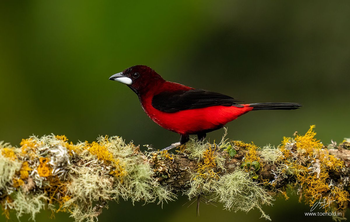 Jayanth Sharma tweet media