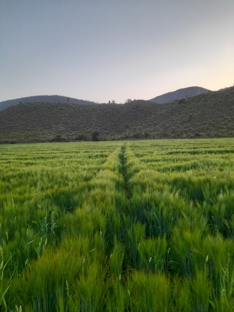 Rk05116506's tweet photo. Farm life....
@nature https://t.co/r8NqoNMn8x