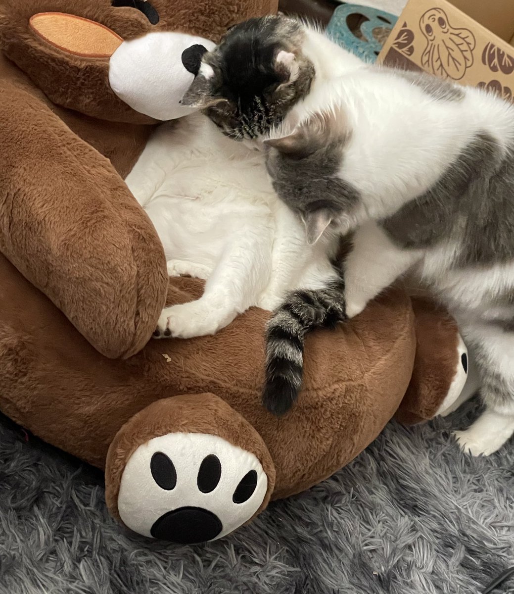 新しいやつ猫たち気に入りすぎて取り合い始まってる𛰙᭜𖫴𖫰𖫱𖫳𖫲𖫲𖫳𖫴𖫰𖫱꛰ ᭜𖫴𖫰𖫱𖫳𖫲𖫲𖫳𖫴𖫰𖫱꛰ಣ
