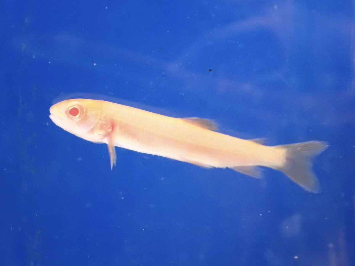 稚魚コーナーにアルビノのイトウがデビューしました！この魚は、北海道大学七飯淡水研究所様（<a href="/shagi1983/">萩原聖士 / Seishi Hagihara</a> ）のご厚意によりご提供いただきました。ありがとうございます。
稚魚コーナーでは通常のイトウも隣に展示しているので、ぜひ見比べてみてください！