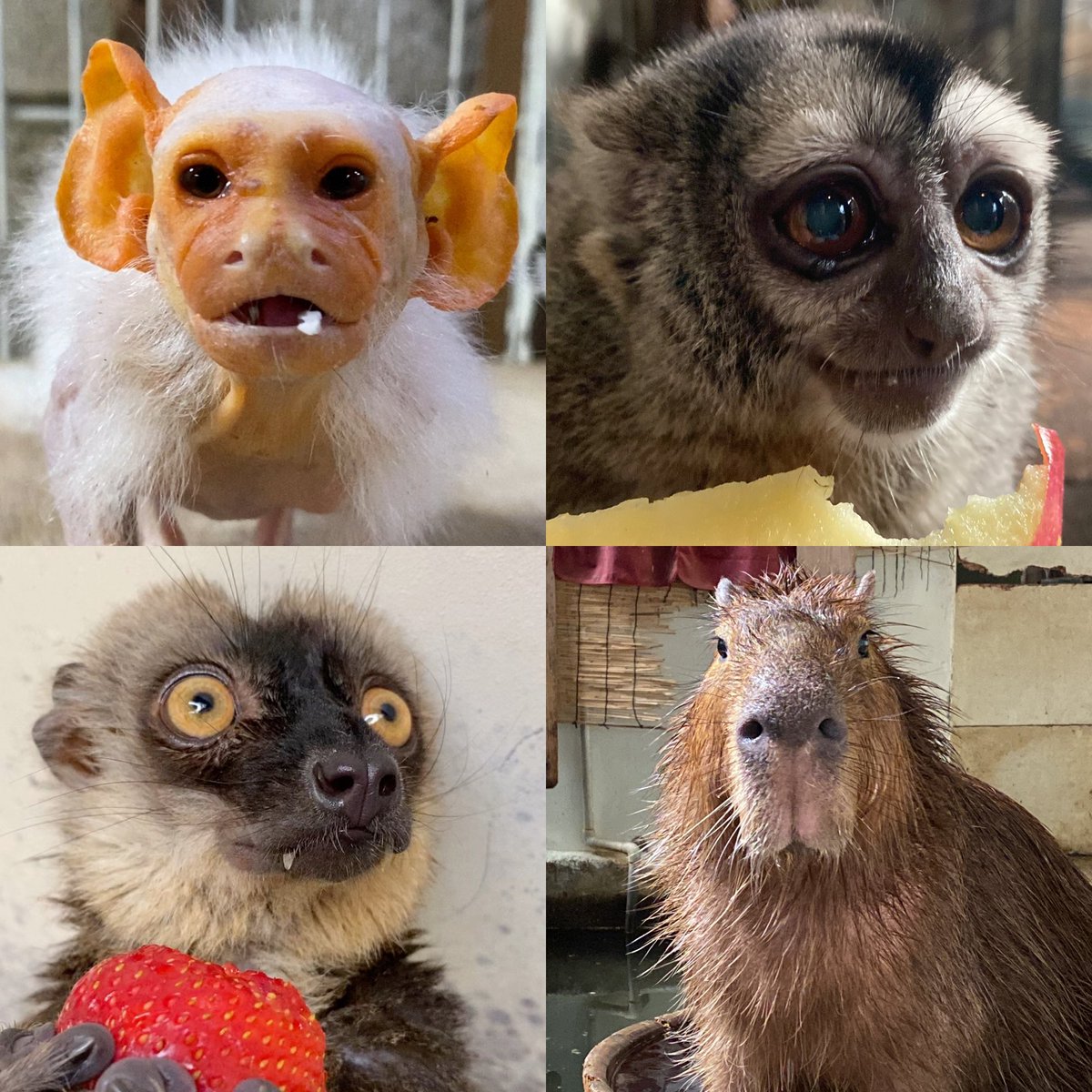 草津熱帯圏 (@nettaiken932) / Posts / X