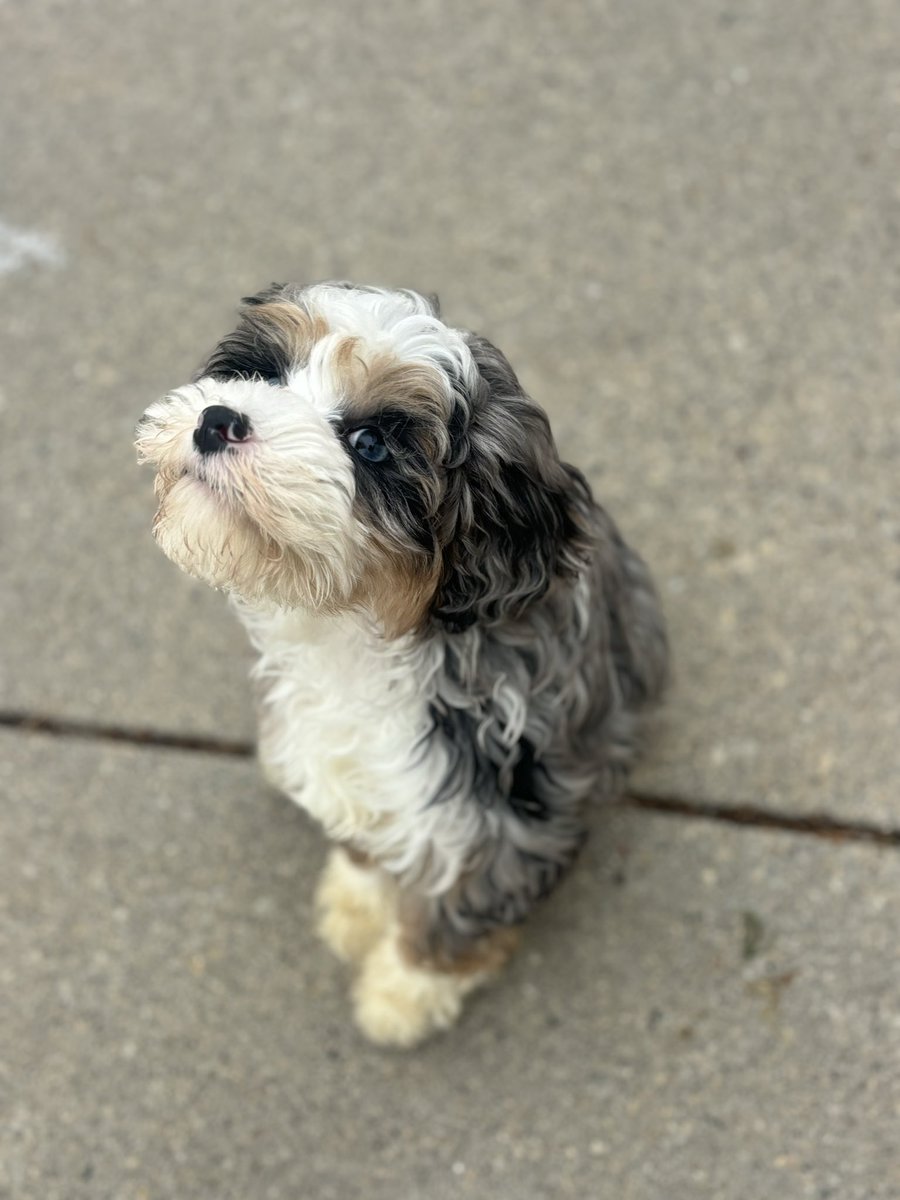 sitprettypup's tweet photo. You know, life was just too calm with three trained, older dogs…

So, meet our new, tiny tornado of cuteness: Saoirse. 🩷🩵

#dogsofX #doglove #cutedog #Puppy https://t.co/4oFFODw4vp