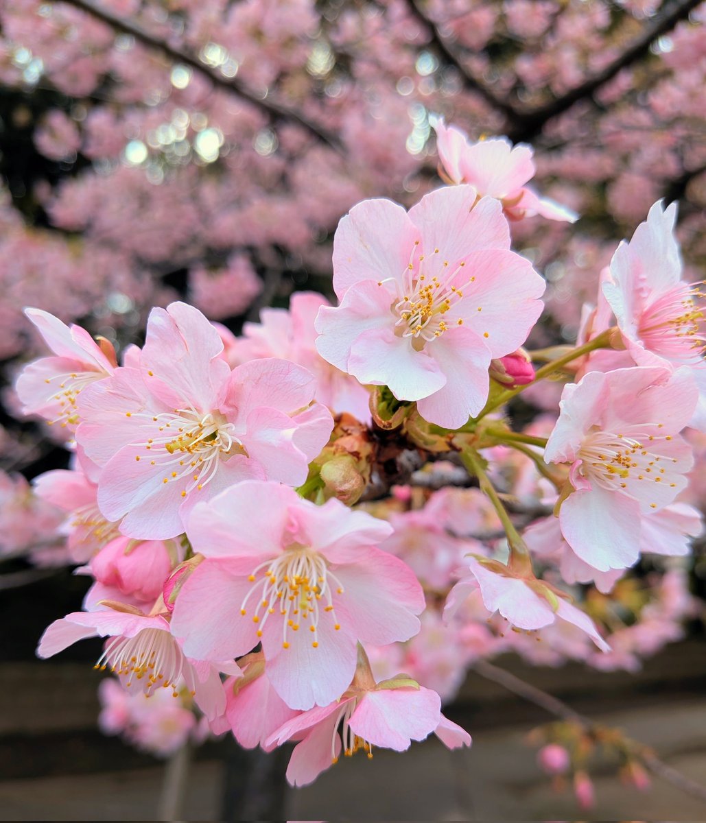 🌈綺麗な河津桜🌸🌸🌸
葉桜始まりました🌿🌿