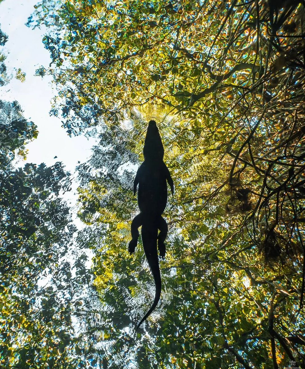 A View Of A Crocodile From Above 

(Photo Credit: Tulum Free Diving &amp; Underwater Photography)