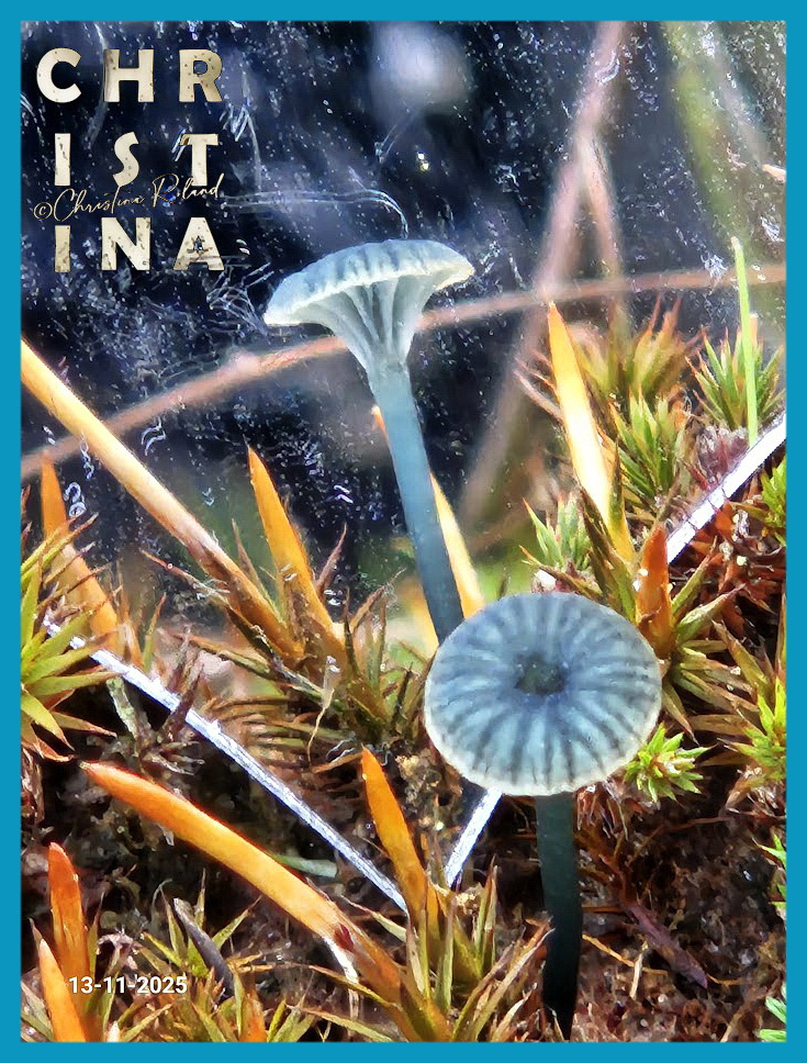 ChrRoland's tweet photo. 🎨🌿 #KleurInDeNatuur 🌈📸 #dag27 #Blauwgroen rgb 010,150,190 #ColorInNature #day27#GreenBlue De kleurenfamilie van het groen is groot, gevolgd door blauw. Er zijn hele discussies of dit nou blauw is of groen. Kijk alleen maar naar de naam in het Nederlands en die in het Engels. https://t.co/A92ASetIru
