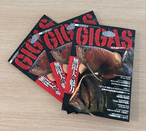 AQUALIFE_MPJ's tweet photo. 怪魚＆大型魚専門誌「ギガス９号」の見本誌が完成しました！　正式な発売日は3月3日（火）です（首都圏基準）。オレンジキャット・ロイヤルプレコ・マーレーコッド、中国の最新アクア事情ほか、大型魚飼育の参考になる記事多数！　ぜひご覧ください！
#ギガス９号完成 https://t.co/H97xiamT4Z