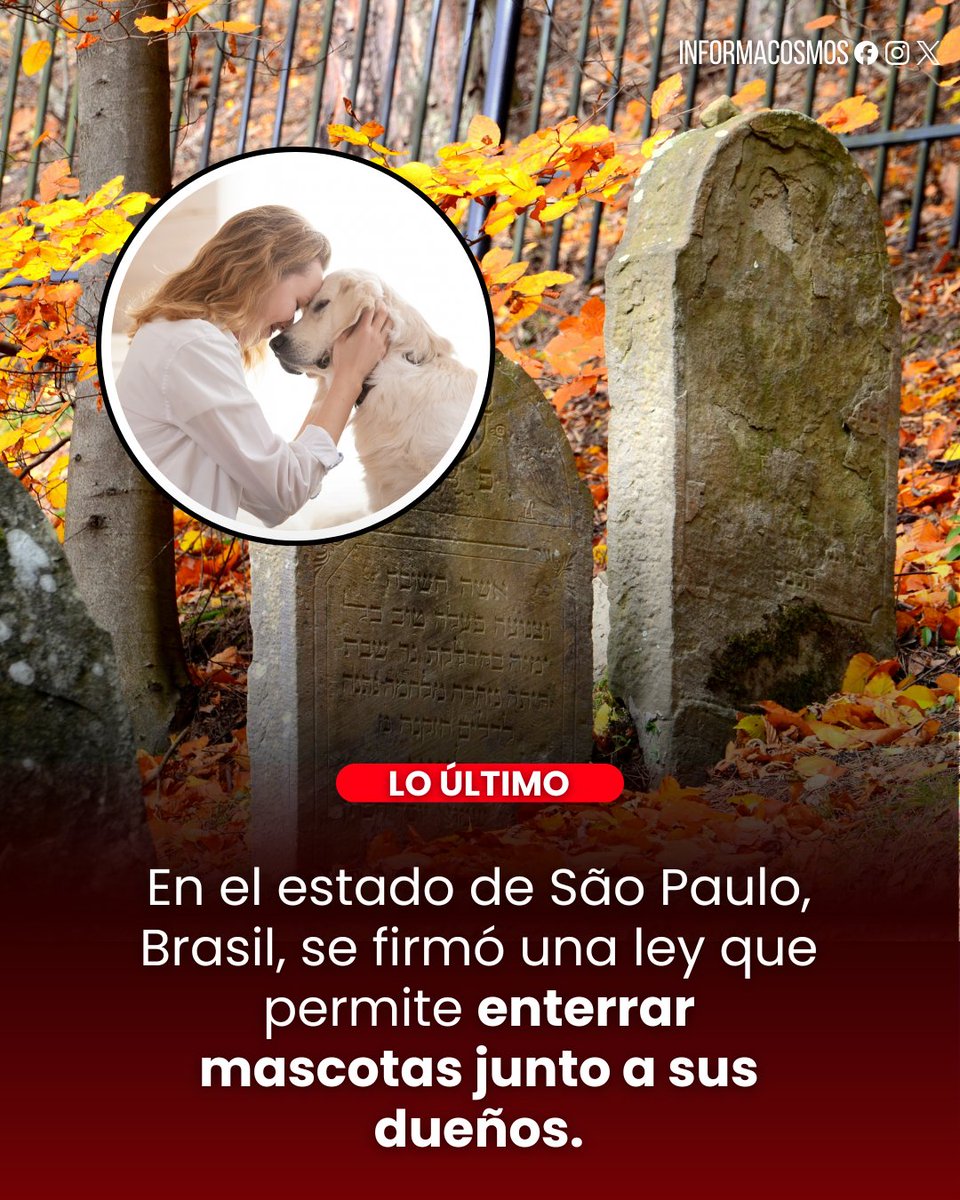 InformaCosmos's tweet photo. El estado de São Paulo aprobó una ley que permite enterrar mascotas junto a sus dueños en cementerios familiares, siempre bajo normas sanitarias.

La norma, conocida como “Ley Bob el sepulturero”, está inspirada en un perro que pasó 10 años viviendo junto a la tumba de su dueña.

Bob se convirtió en símbolo de lealtad y fue enterrado junto a ella tras su muerte en 2021.

La medida reconoce oficialmente el vínculo emocional entre humanos y animales, y posiciona a la región entre las pocas del mundo que permiten este tipo de entierros.