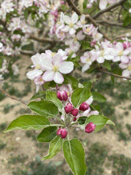 ”Bir çiçekle bahar olmaz ama, her bahar bir çiçekle başlar.”
Rahmetle…