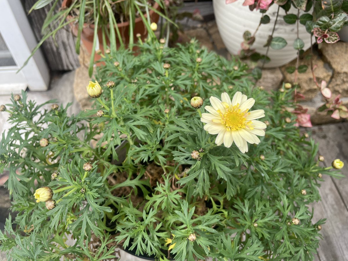 ひなた ✳︎ hinata-zakka.net (@hinata_tani6) / Posts / X