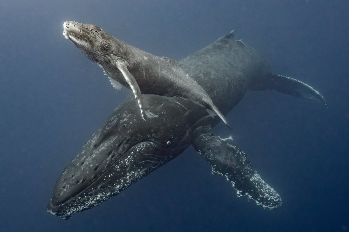 SeaHeaven3's tweet photo. 控えめに言ってもクジラって超絶最高ですよね😭😭😭✌️ https://t.co/8y8WVBbEmo