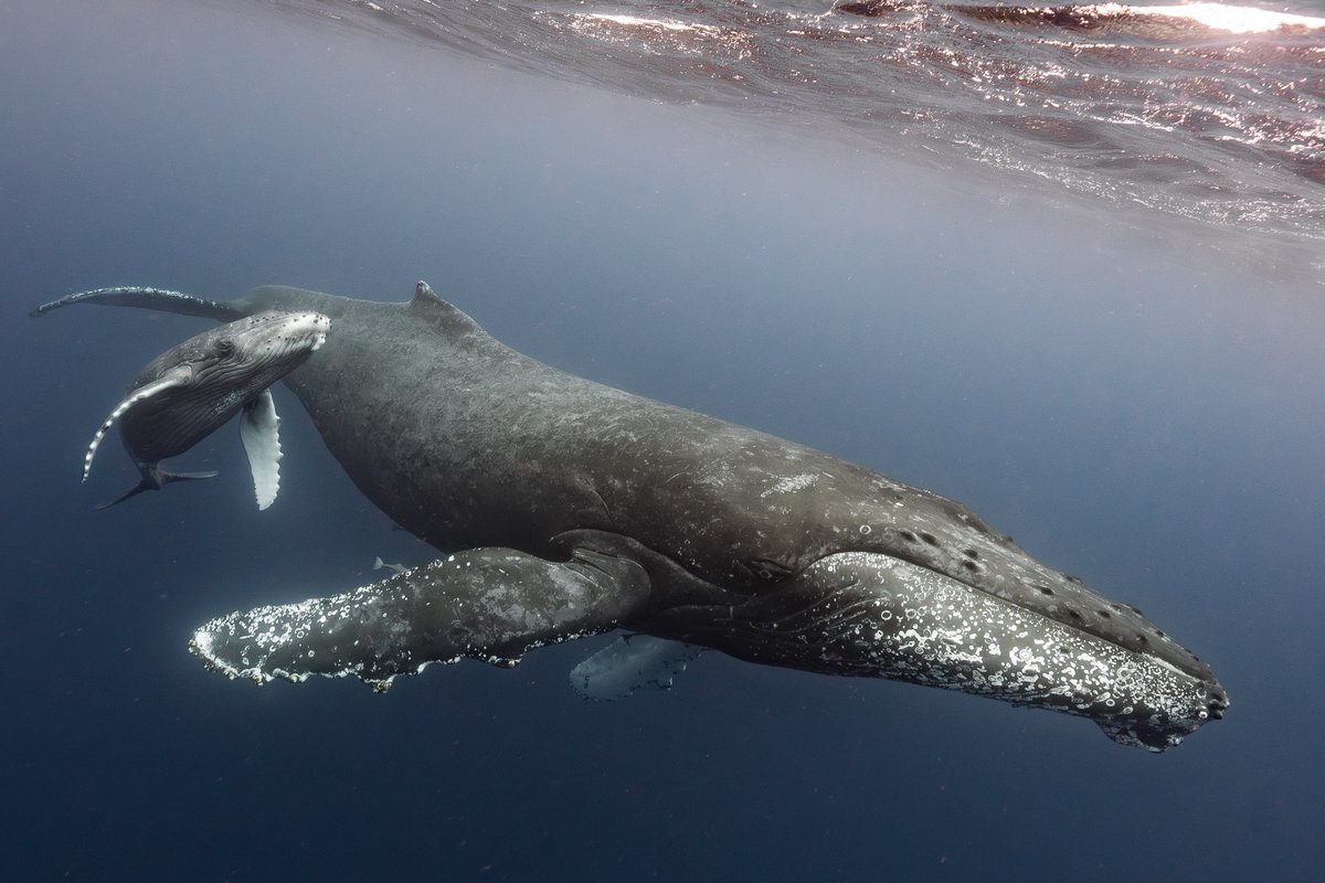 SeaHeaven3's tweet photo. 控えめに言ってもクジラって超絶最高ですよね😭😭😭✌️ https://t.co/8y8WVBbEmo