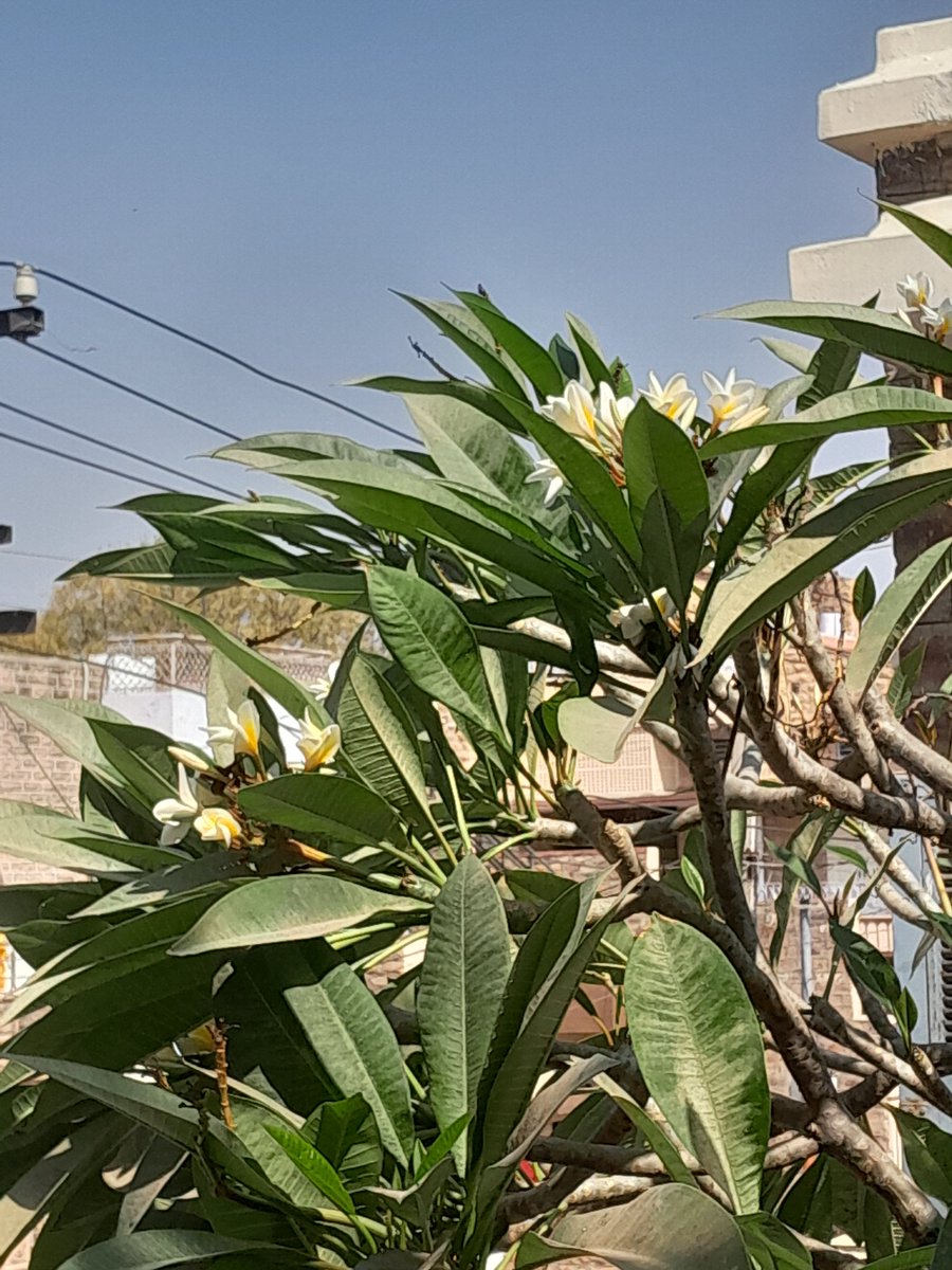 bts_deprived's tweet photo. #FlowerForHobi #Hobiuary #HopeMonth https://t.co/OYD2HtlvMk