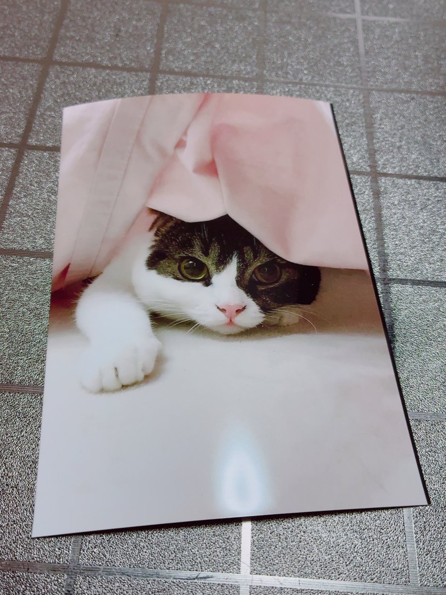 スコスコぽこ太郎&うま次郎 (@PocoUma) / Posts / X