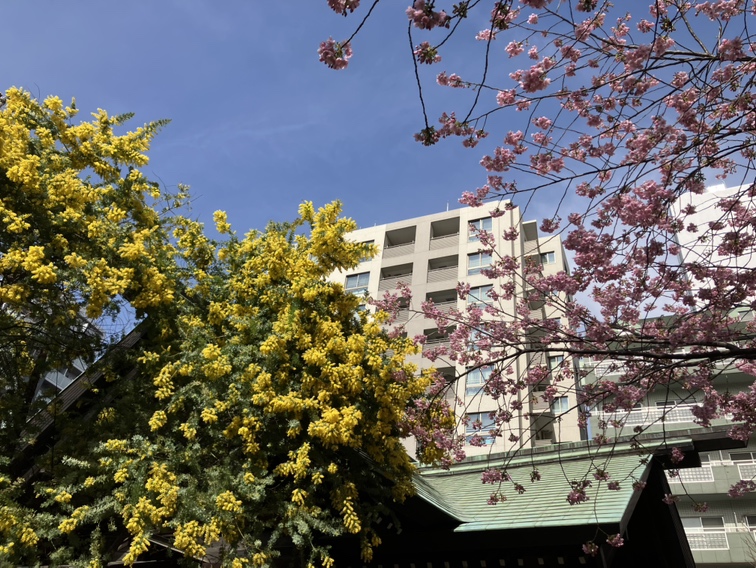 蔵前のhibi STORE TOKYOの近く、 蔵前神社ではミモザがほぼ満開です