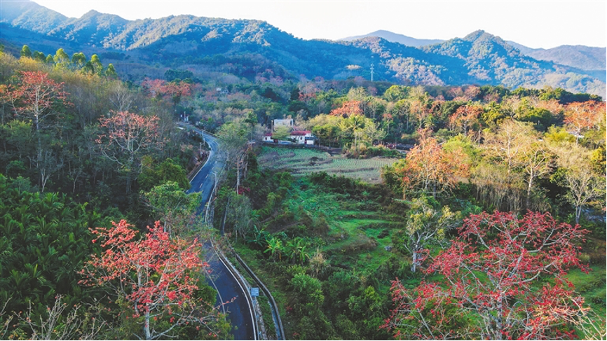 HainanToday's tweet photo. In #Changjiang, spring arrives in a blaze of red. From late February through early March, the hillsides and riverbanks burst into brilliant #bloom as kapok flowers reach their peak—a breathtaking spectacle where fiery petals paint the landscape against emerald rice terraces. This is nature’s grand invitation, carrying the warmth and vitality of #Hainan’s spring.
#ALetterfromKunming #Changjiang #SpringKapokRed #VisitHainan #ChinaKapokHometown @kunminginformationhub