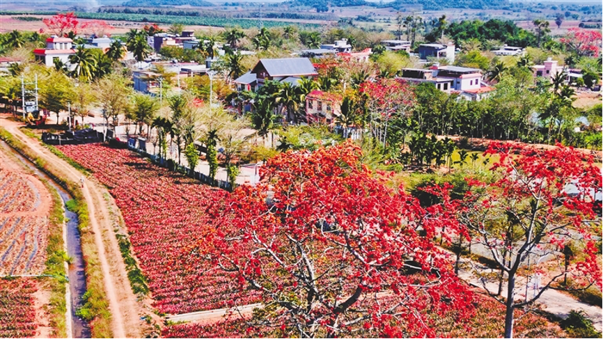 HainanToday's tweet photo. In #Changjiang, spring arrives in a blaze of red. From late February through early March, the hillsides and riverbanks burst into brilliant #bloom as kapok flowers reach their peak—a breathtaking spectacle where fiery petals paint the landscape against emerald rice terraces. This is nature’s grand invitation, carrying the warmth and vitality of #Hainan’s spring.
#ALetterfromKunming #Changjiang #SpringKapokRed #VisitHainan #ChinaKapokHometown @kunminginformationhub