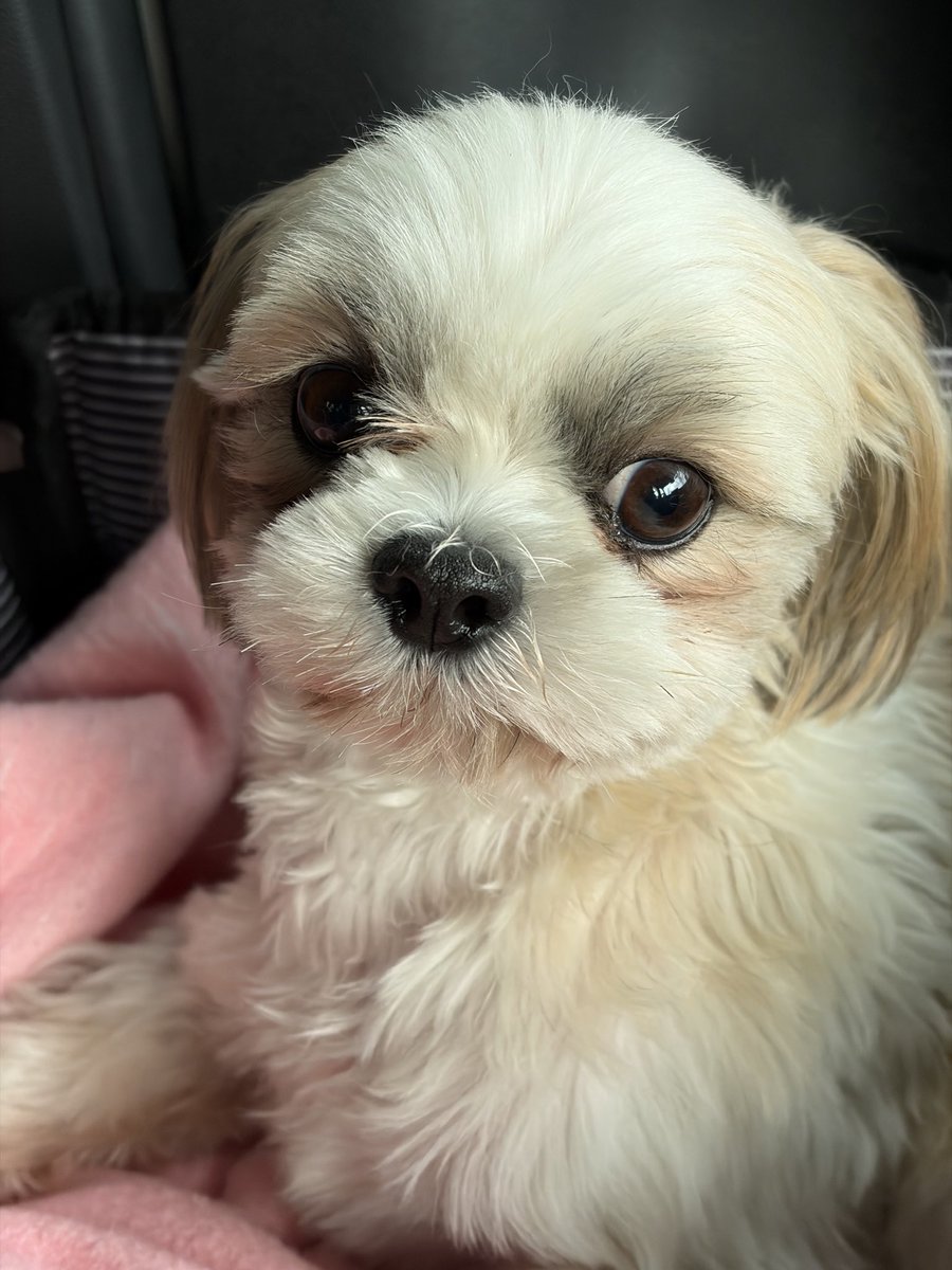 今回のななちゃんのことでフォローしていただいたりRTしていただいたりしてる方　本当にありがとうございます。早い発見を心から祈る🙏ばかりです。🙏🙏🙏#南高田迷子犬　#シーズ