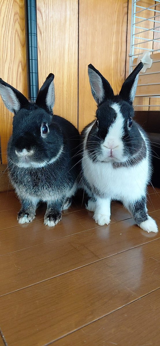 おはようございます #うさぎ