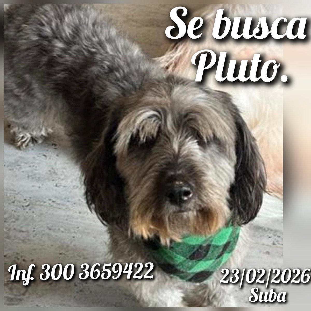 Pluto, aún no aparece, por favor seguir compartiendo, él es de la localidad de suba. 
<a href="/DiaAnimales/">Al Día Con Los Animales 🐾</a> <a href="/PA_Uruguay/">Plataforma Animalista</a> <a href="/losbuscamos_col/">Animalitos Perdidos</a> <a href="/RCAnimal/">Conexión Animal</a> <a href="/malizca526/">Martha Cecilia</a>