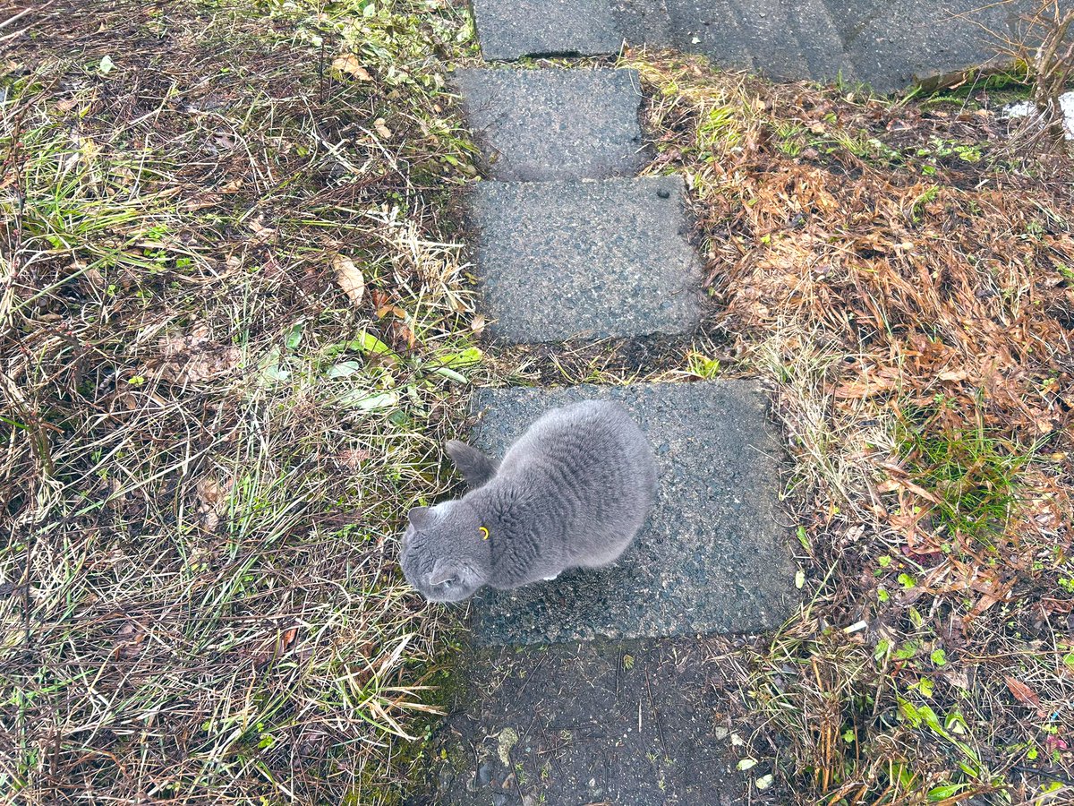 café pont chatポンシャ tweet media