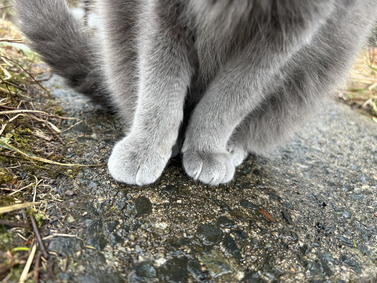 café pont chatポンシャ tweet media