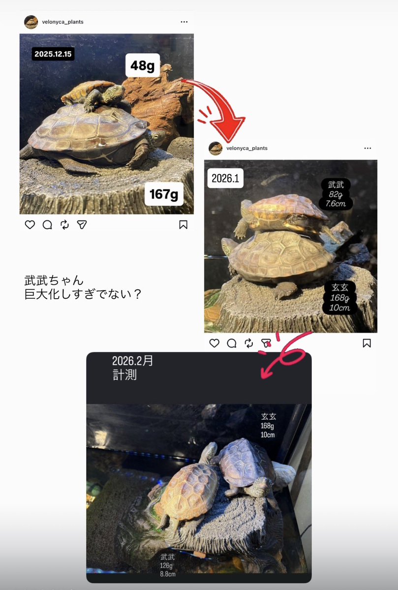 ベロニカ都登🐅velonyca toto (@velonyca) / Posts / X