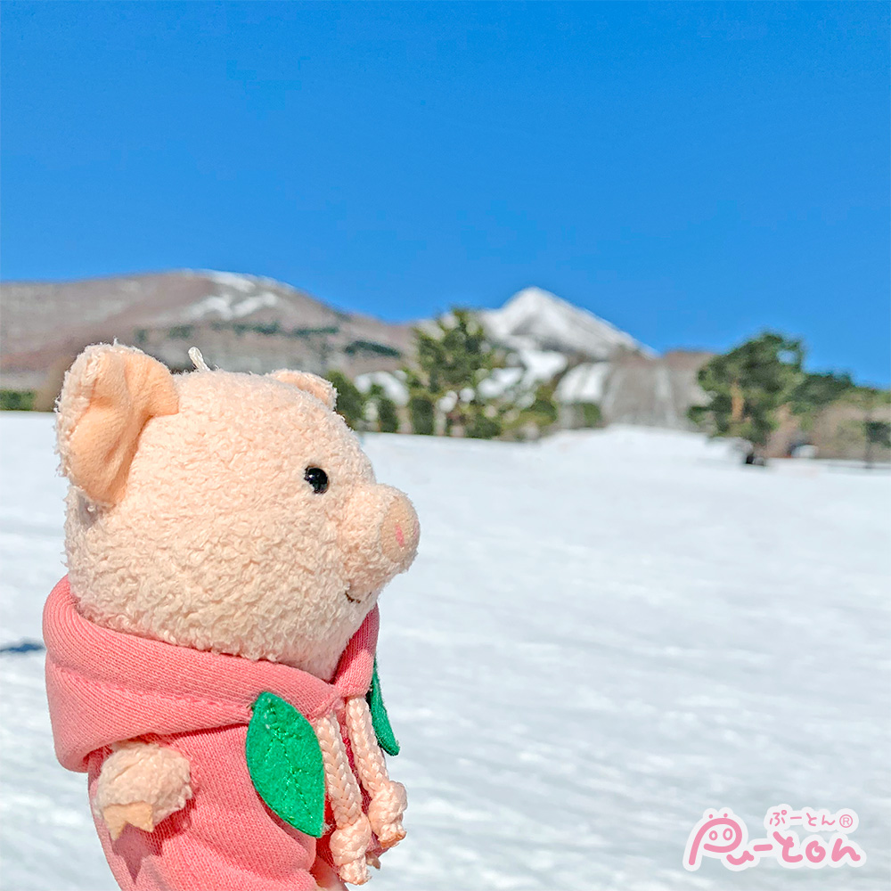 ぷーとんが雪国へ！？❄️❄️

＃ぷーとん #雪