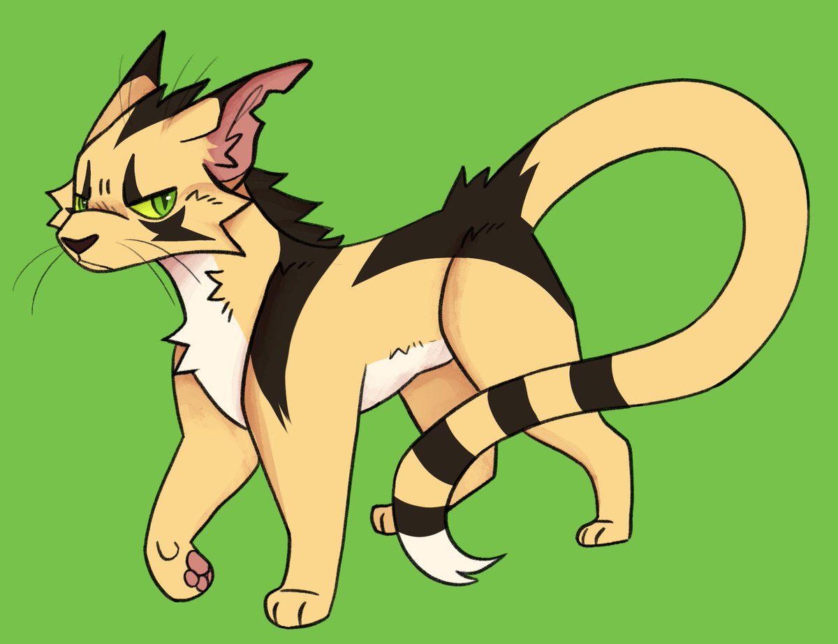 Luna the fox!! tweet media