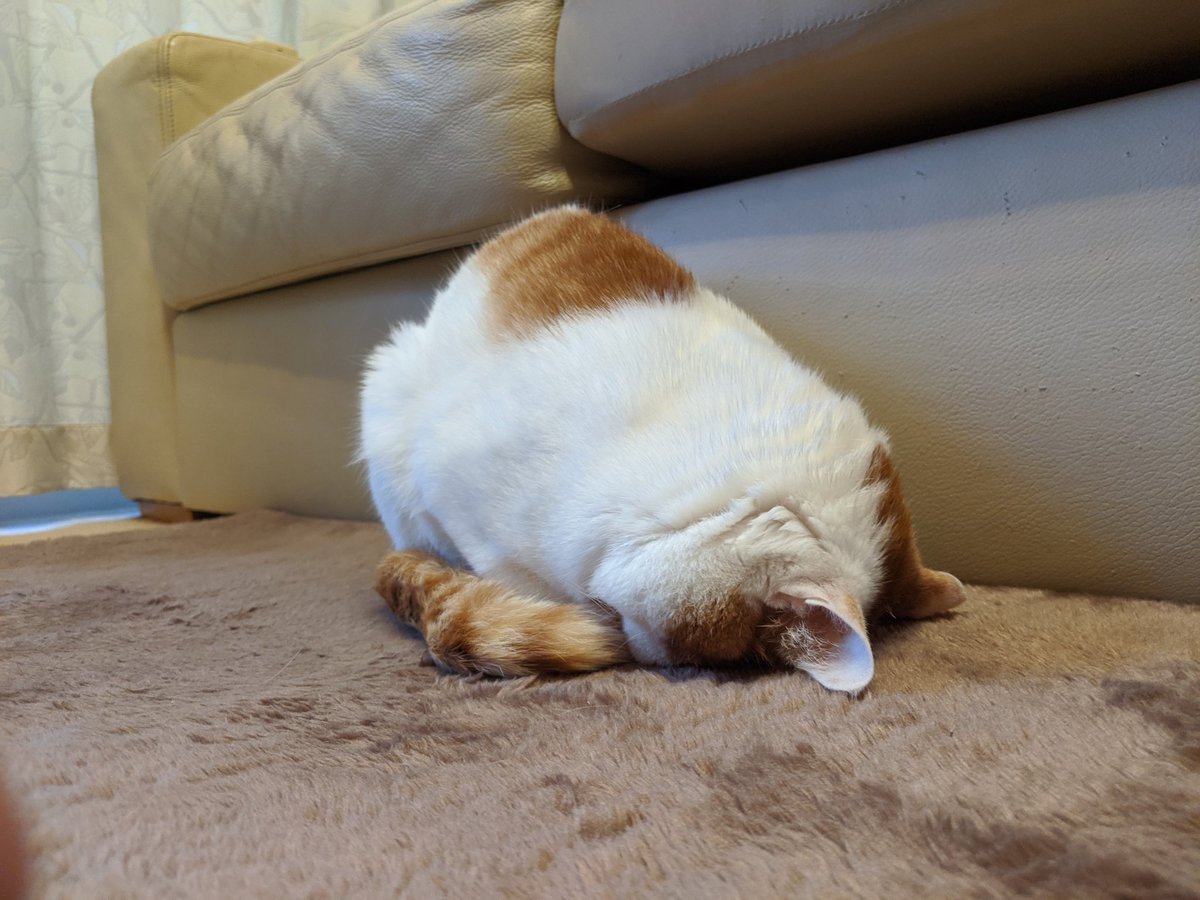 matuken_3's tweet photo. ぶちくん。。。寝方が独特な（笑） https://t.co/rTGbZnJH29